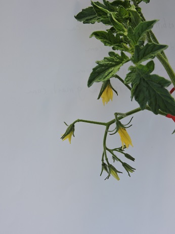 tomato young flower